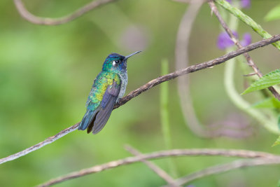 Violet-headed Hummingbird