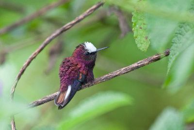 Snowcap