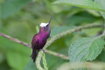 Snowcap