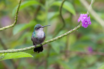 Violet-crowned Woodnymph