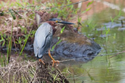 Green Heron