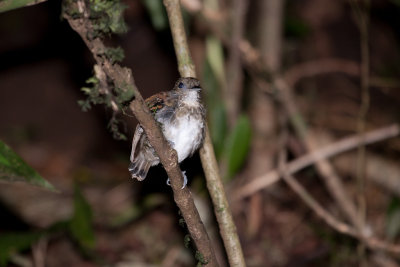 Spotted Antbird