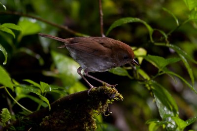 Brown-backed Nightingale-thrush