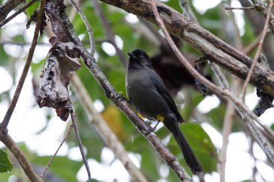 Yellow-tighed Finch