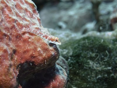 Andaman Triplefin