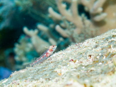 Andaman triplefin