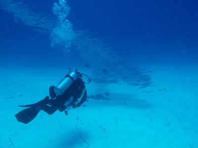 Barracuda