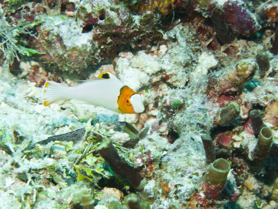 Bicolor Parrotfish JP