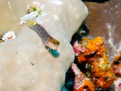 Blenny sp