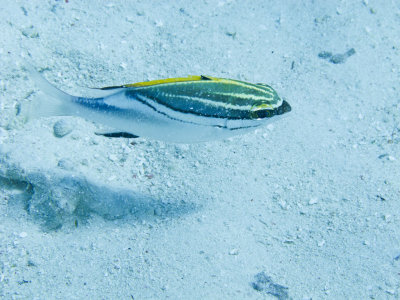 Bridled Monocle Bream