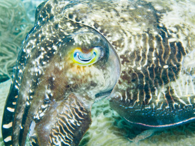 Broadclub cuttlefish