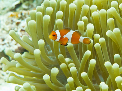 Clown Anemonefish