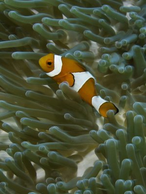Clown Anemonefish