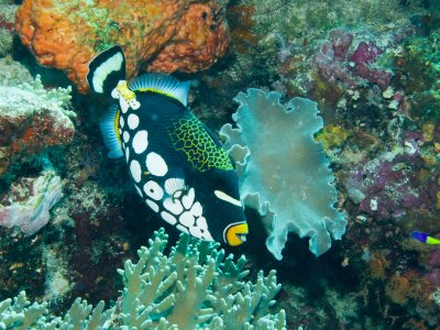 Clown Triggerfish