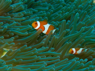 Clown anemonefish