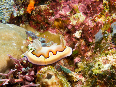 Co's Chromodoris