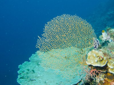 Coral Fan