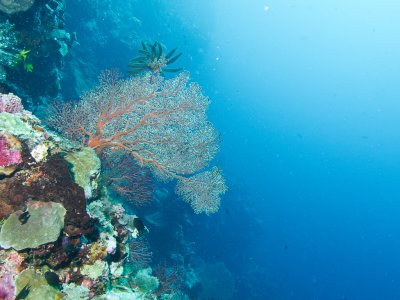 Coral Fan
