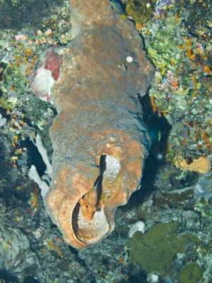 Coral Grouper in sponge