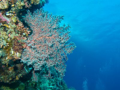 Coral fan