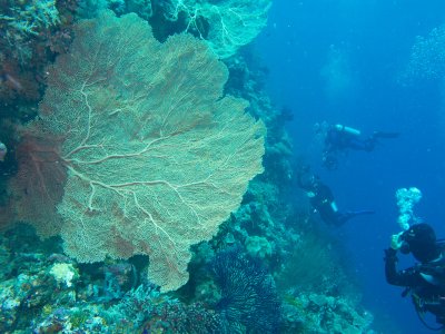 Coral fan
