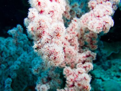 Coral
