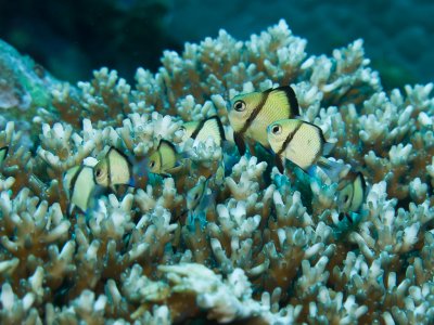 Damsel sp