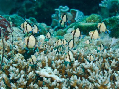 Damsel sp