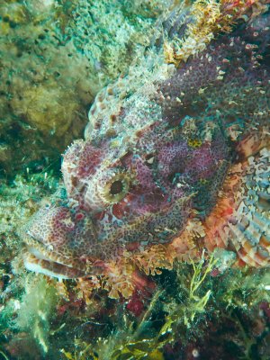 Devil scorpionfish
