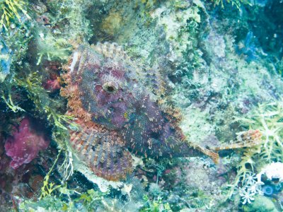 Devil scorpionfish