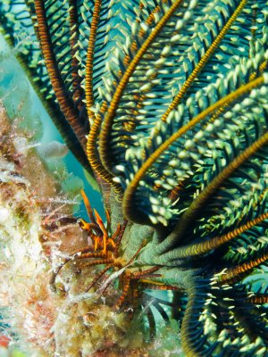 Elegant Squat Lobster