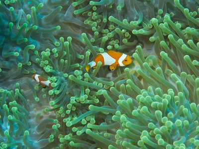 False clown anemonefish
