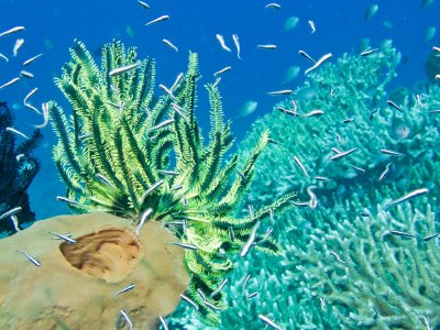 Feather star