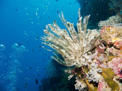 Feather star