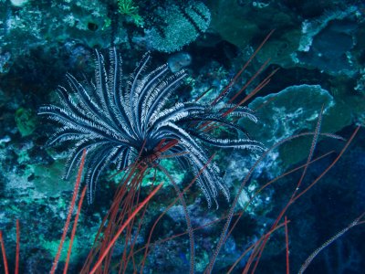 Feather star