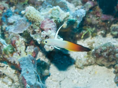 Fire dartfish
