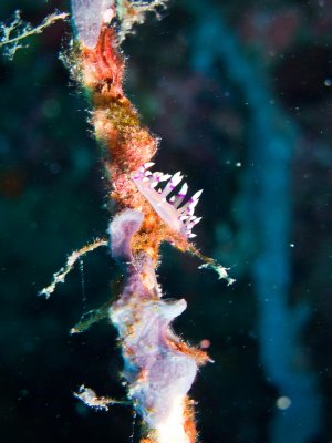 Flabellina