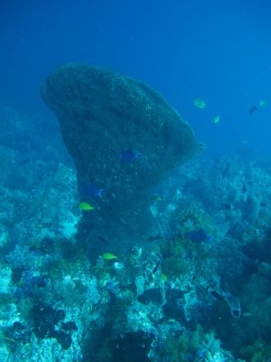 Giant sponge