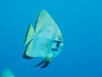 Golden Spadefish