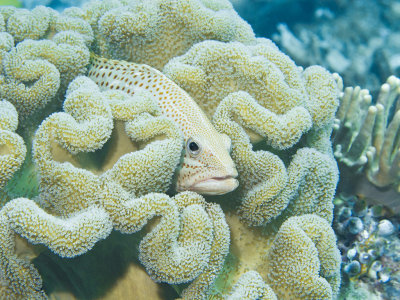 Greasy Grouper