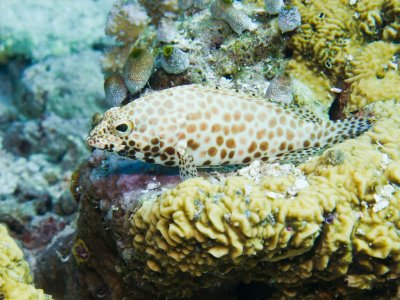 Honeycomb Grouper