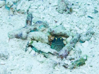 Jawfish