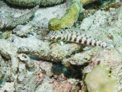 Latticed Sandperch