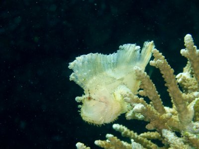 Leaf Scorpionfish