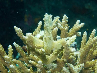 Leaf Scorpionfish