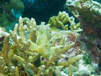 Leaf Scorpionfish