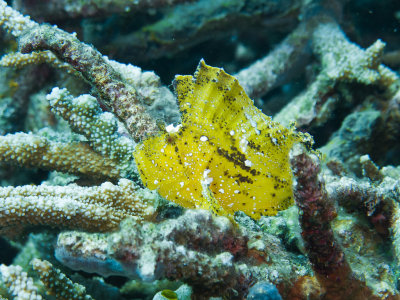 Leaf Scorpionfish