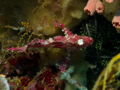 Leaf Scorpionfish