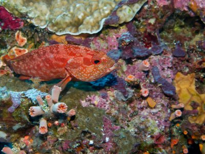 Leopard grouper