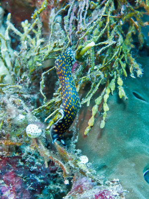 Linda's Flatworm